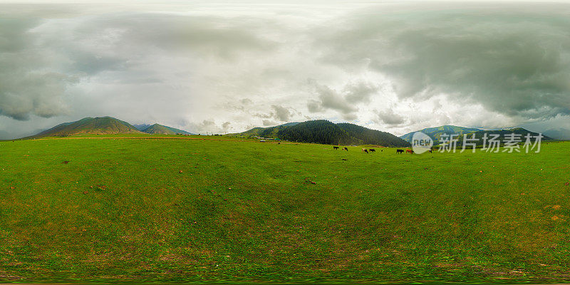 天空多云的山地自然景观中，奶牛在绿色的草地上吃草的360 × 180度球形全景图